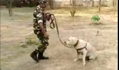 नक्सल ऑपरेशन में सशस्त्र सीमा बल के साथ जान की बाजी लगाने वाला जांबाज चेकी (डॉग) नहीं रहा