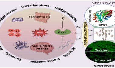 वैज्ञानिकों ने अल्जाइमर (भूलने की बीमारी) का संभावित इलाज खोज निकाला