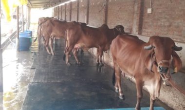 श्री राधाकृष्ण गिर गौशाला में वैदिक रीति से होती है गायों की सेवा, गिर गायों की मगध क्षेत्र की पहली गौशाला है यह, विद्वान वैधराज यहां करेंगे आयुर्वेद औषधि का निर्माण