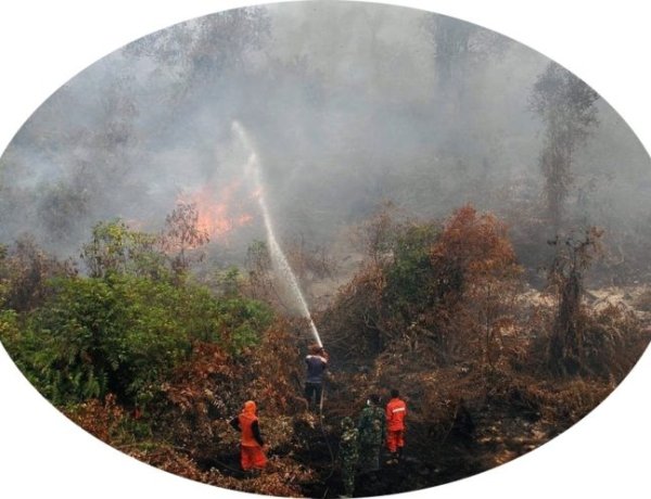 सिर्फ़ पौधे लगाने से ग्लोबल वार्मिंग नहीं रुकेगी: नेचर