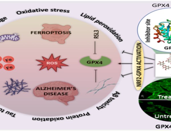 वैज्ञानिकों ने अल्जाइमर (भूलने की बीमारी) का संभावित इलाज खोज निकाला