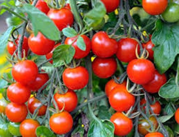 टमाटर के लिए किसान की हत्या !!!