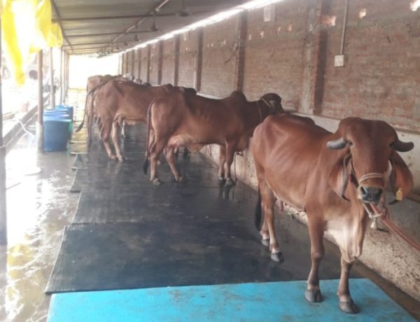 श्री राधाकृष्ण गिर गौशाला में वैदिक रीति से होती है गायों की सेवा, गिर गायों की मगध क्षेत्र की पहली गौशाला है यह, विद्वान वैधराज यहां करेंगे आयुर्वेद औषधि का निर्माण