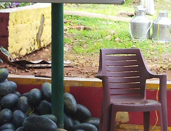 श्रीकृष्ण प्रणामी सेवा धाम ट्रस्ट ने किसानों से खरीदा तरबुज, की गौ सेवा