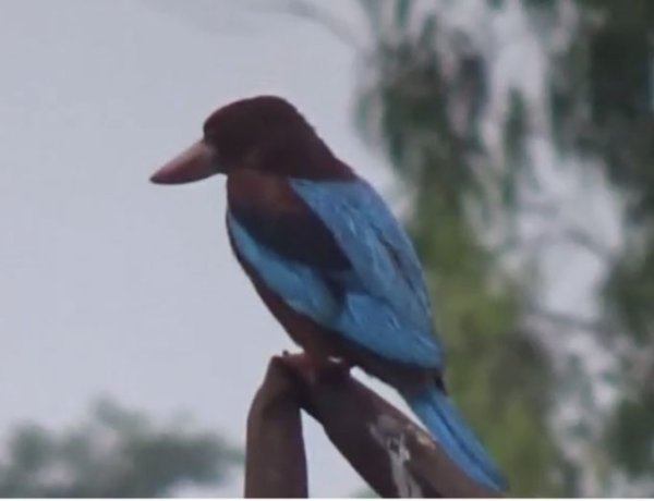 देवघर में दिख रहीं विलुप्त हो चुकी पक्षियों की प्रजातियां, संरक्षण की मांग।