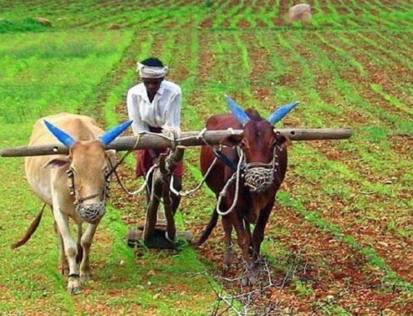 बिहार सरकार ने किसानों के खाते में जमा की कृषि इनपुट अनुदान की राशि