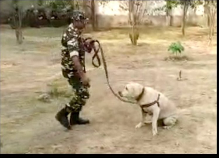 नक्सल ऑपरेशन में सशस्त्र सीमा बल के साथ जान की बाजी लगाने वाला जांबाज चेकी (डॉग) नहीं रहा