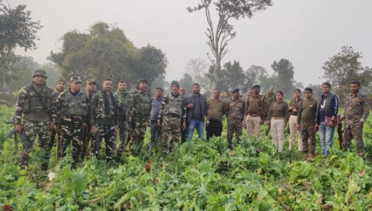 11.55 एकड़ अफीम की खेती का किया विनिष्टीकरण