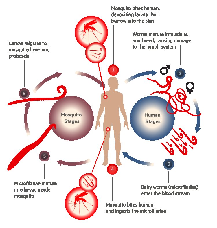 23 अगस्त से राज्य के 12 फाइलेरिया प्रभावित जिलों में फाइलेरिया उन्मूलन कार्यक्रम की होगी शुरुआत