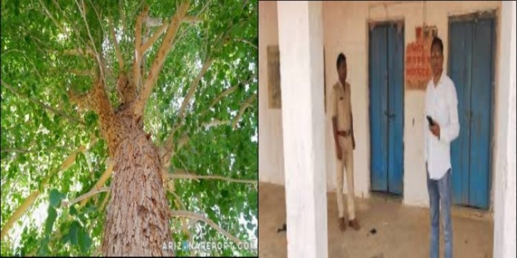 सरकारी आवास के शीशम पेड़ काटकर बनवाया फर्नीचर, पूर्व बीडीओ मनोज कुमार की दो वेतन वृद्धि पर लगी रोक
