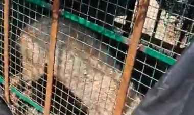 पकड़ा गया बहराइच का चौथा भेड़िया, 35 गांवों में मचा हुआ है कोहराम, रात-रातभर जाग रहे हैं लोग