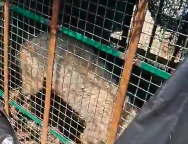 पकड़ा गया बहराइच का चौथा भेड़िया, 35 गांवों में मचा हुआ है कोहराम, रात-रातभर जाग रहे हैं लोग