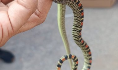 रांची में मिला तक्षक नाग की दुर्लभ प्रजाति