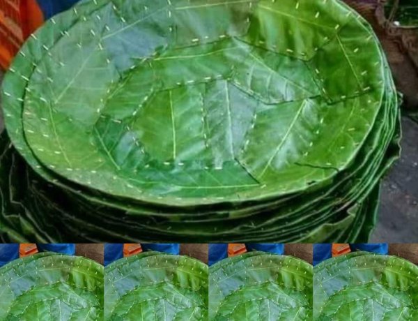 देशी पत्तलों मे खाकर लीजिए स्वास्थ्य एवं भोजन का लाभ