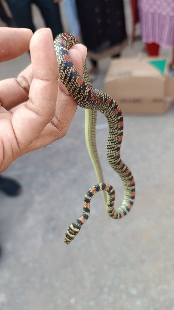 रांची में मिला तक्षक नाग की दुर्लभ प्रजाति